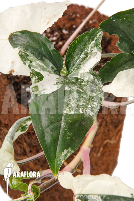 Syngonium podophyllum variegated