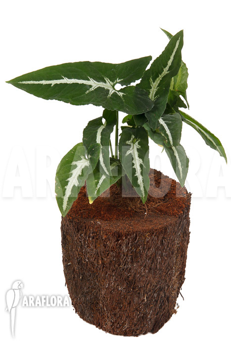 Syngonium wendlandii ‚L‘