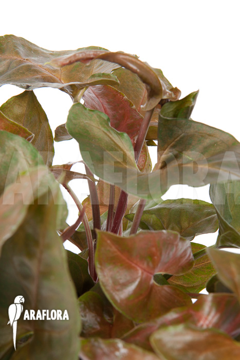 Syngonium x ‚Maria Dark‘