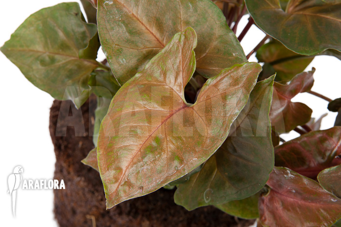 Syngonium x ‚Maria Dark‘