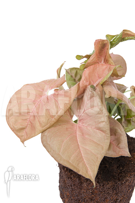 Syngonium x ‚Neon Pink‘