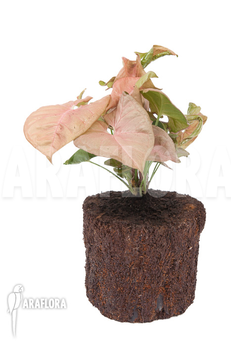 Syngonium x ‚Neon Pink‘