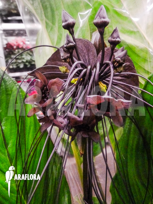 Tacca chantrieri Aameyri