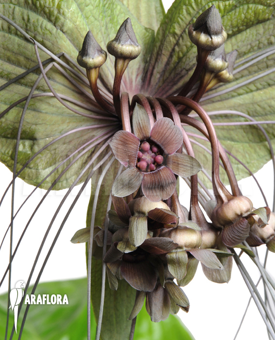 Tacca chantrieri ‚Bat plant‘