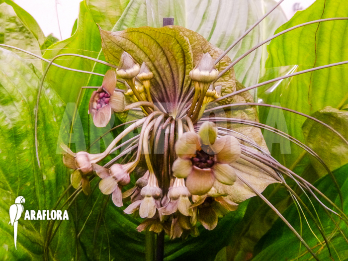 Tacca Chantrieri Green Isle