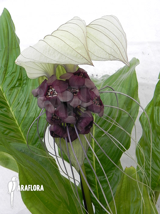 Tacca integrifolia ‚White Bat plant‘