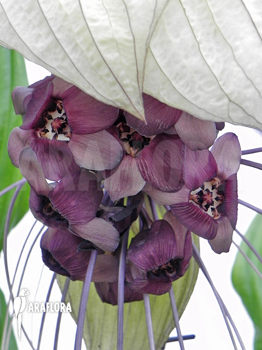 Tacca integrifolia ‚White Bat plant‘