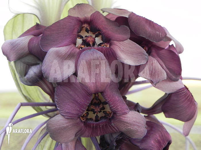 Tacca integrifolia ‚White Bat plant‘