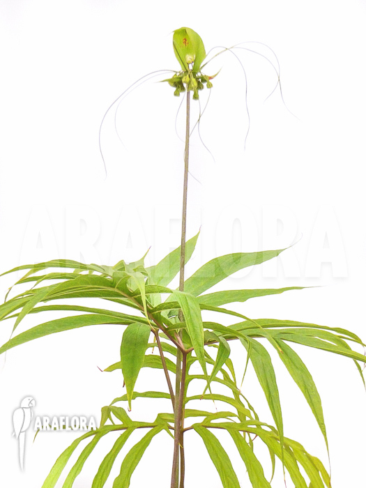 Tacca leontopetaloides