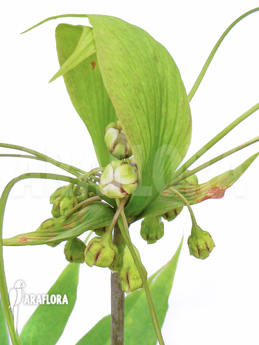 Tacca leontopetaloides flower A