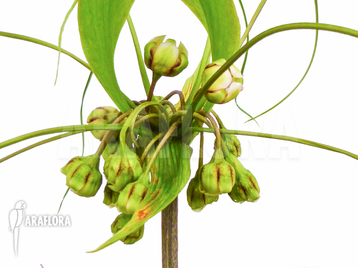 Tacca leontopetaloides flower detail