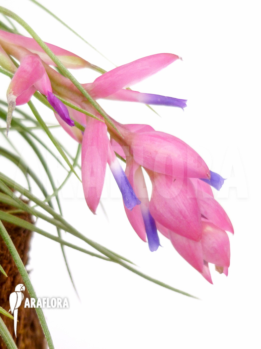 Tillandsia aeranthos