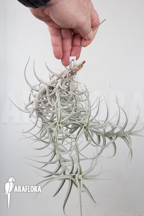 Tillandsia albida