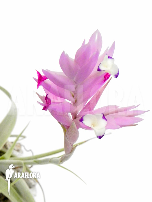 Tillandsia cacticola flower