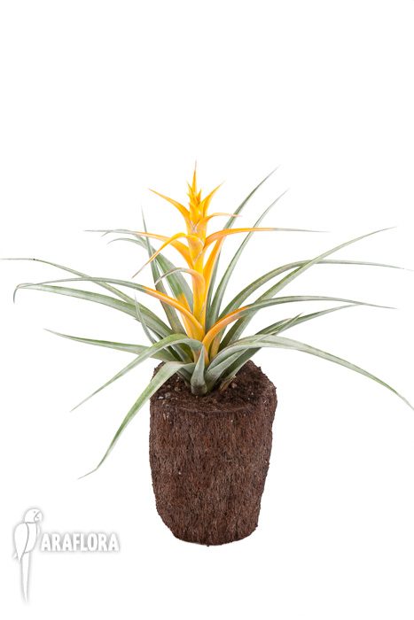 Tillandsia capitata ‚Maya Gold‘