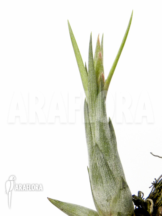 Tillandsia circinnatoides
