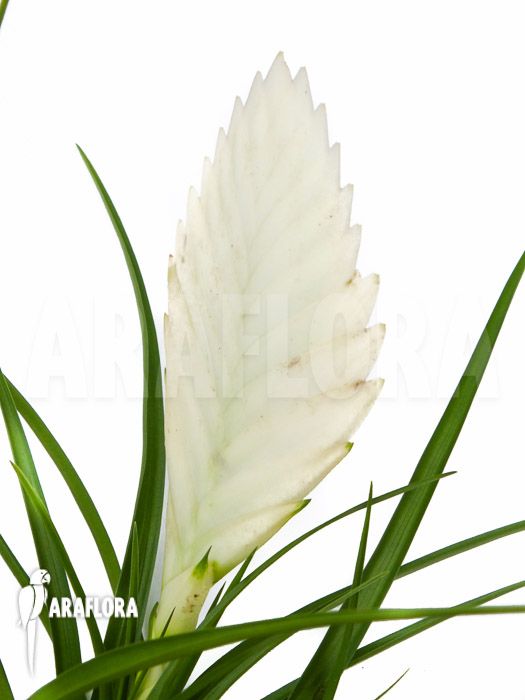 Tillandsia cyanea Ivory tower