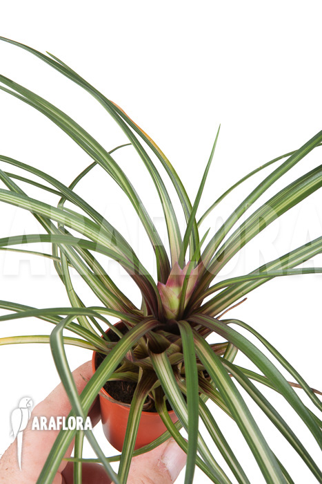 Tillandsia cyanea ‚Variagated‘ ‚Starter‘