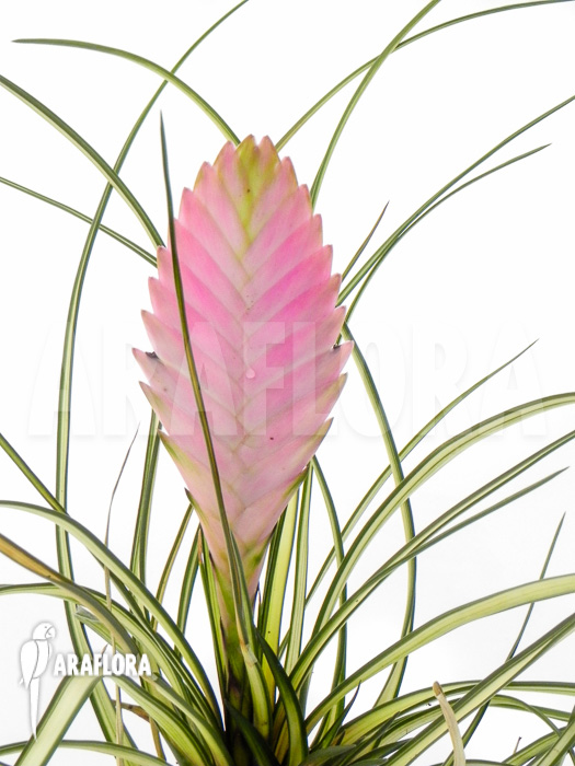 Tillandsia cyanea ‚Variagated‘