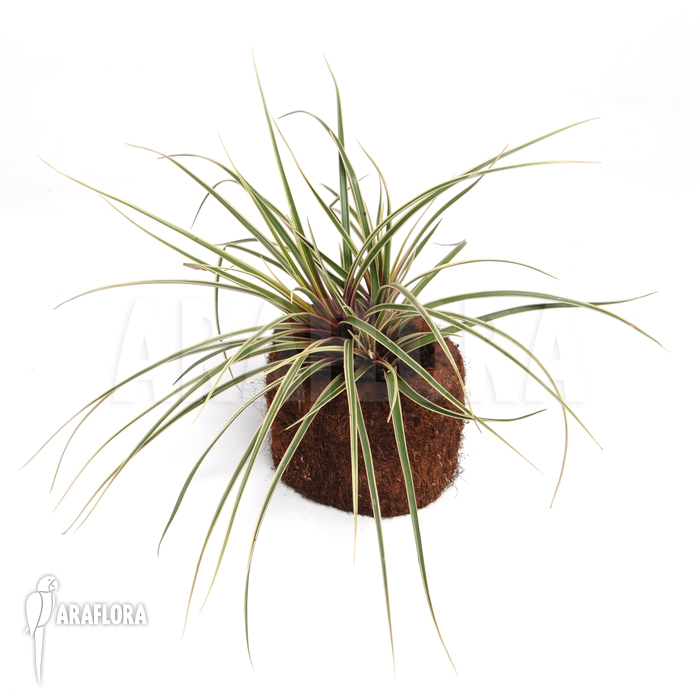 Tillandsia cyanea ‚Variagated‘