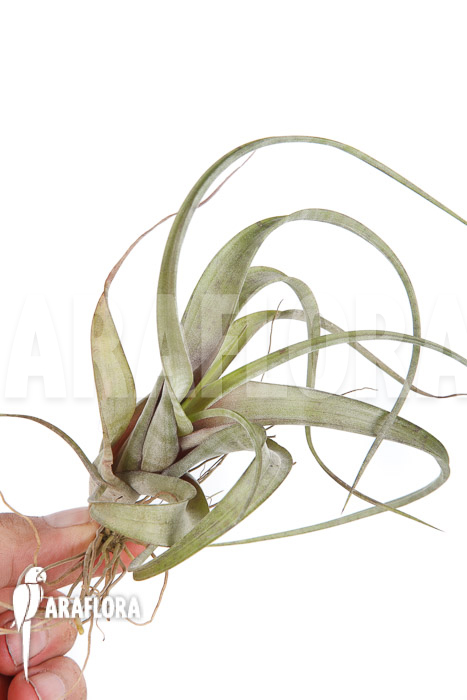 Tillandsia flexuosa