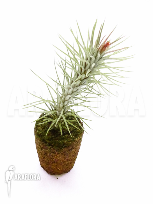 Tillandsia-funckiana-3