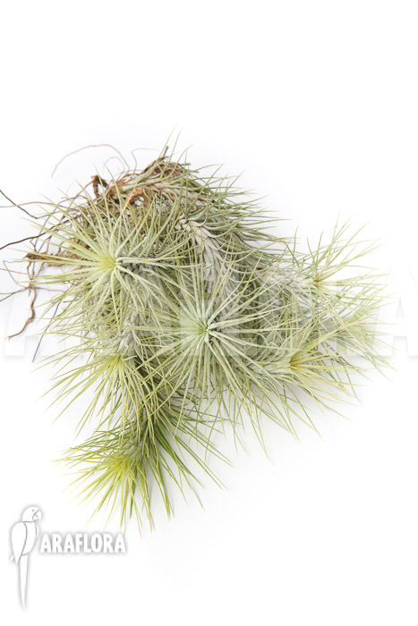 Tillandsia funckiana ‚L‘