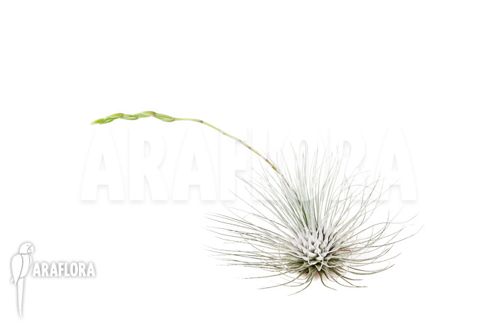 Tillandsia gracilis