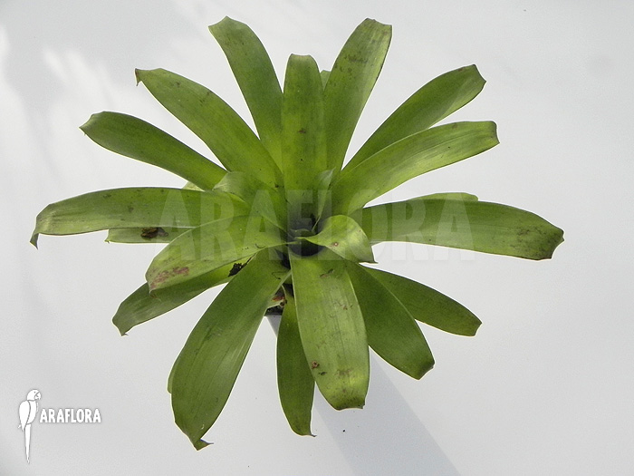 Large Tillandsia heterophylla