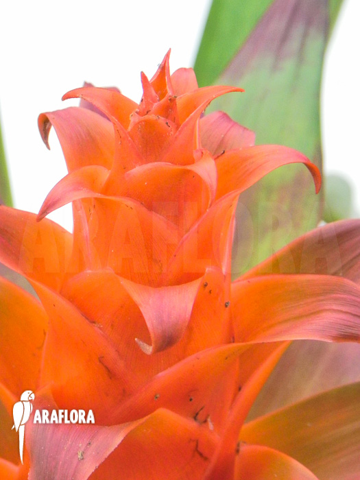 Tillandsia imperialis