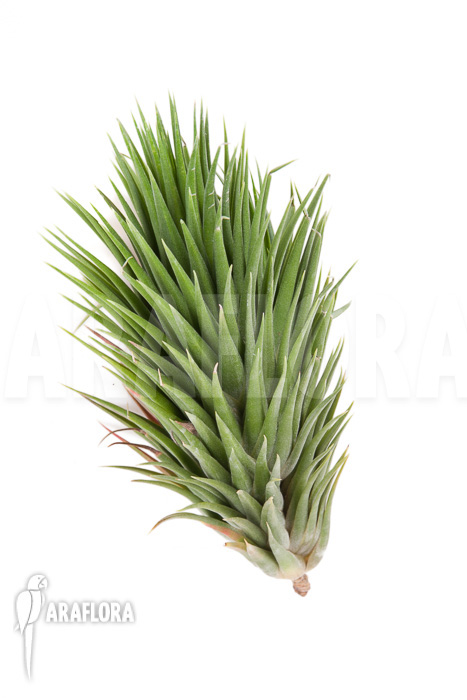 Tillandsia ionantha fuego type