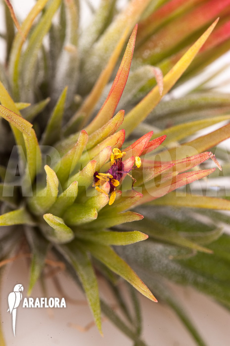 Tillandsia ionantha fuego type clump