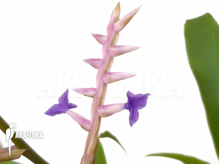 Tillandsia laxissima flower