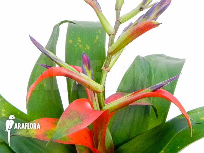 Tillandsia-leiboldiana-detail-1