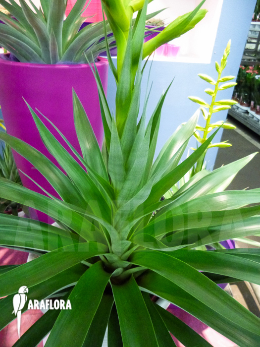 Tillandsia oerstediana