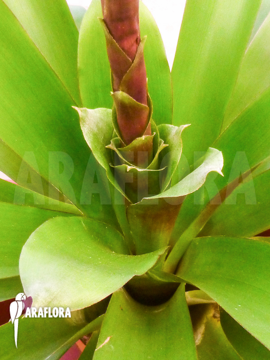 Tillandsia platyrhachis