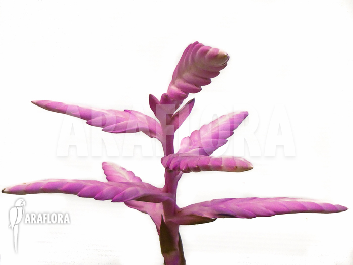 Tillandsia platyrhachis