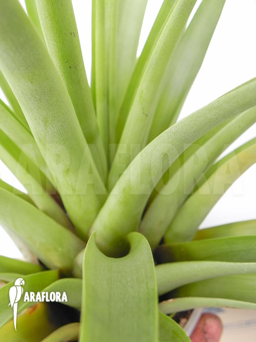 Tillandsia secunda