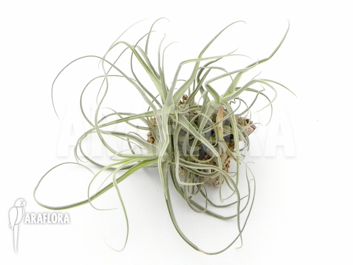 Tillandsia streptocarpa