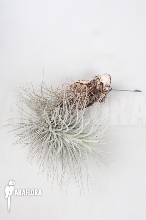 Tillandsia tectorum ‚L‘