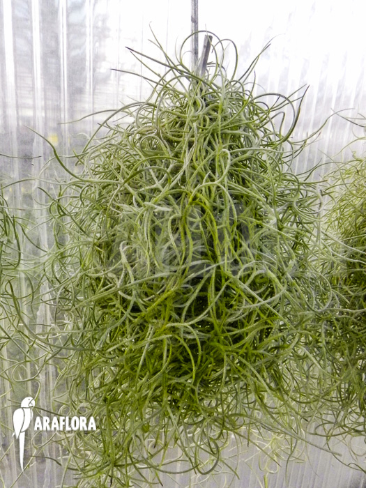 Tillandsia usneoides