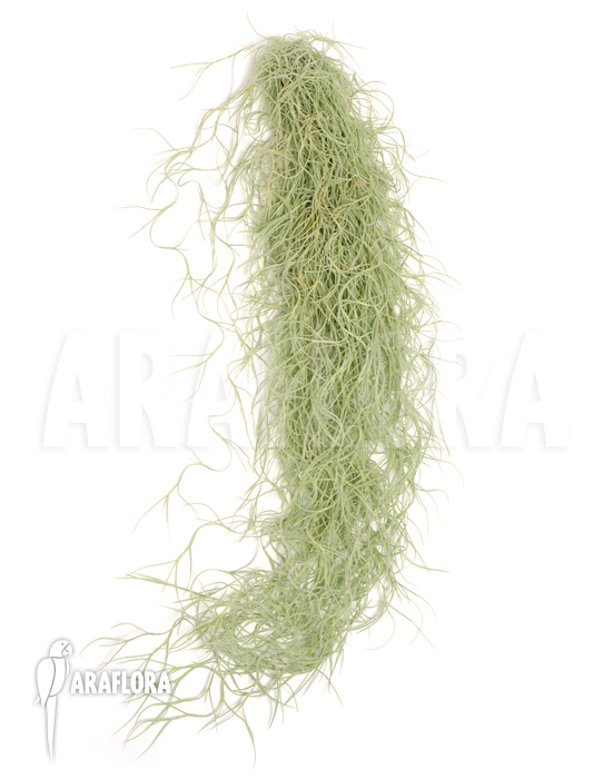 Tillandsia usneoides large leaf