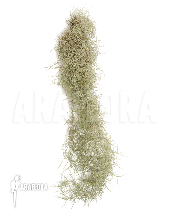 Tillandsia usneoides small leaf