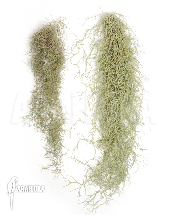 Tillandsia usneoides ‚Small versus large leaf‘