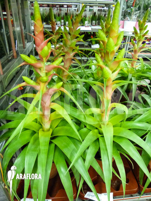 Tillandsia x Samantha