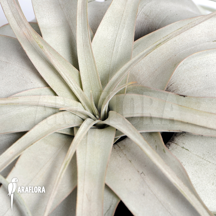 Tillandsia xerographica