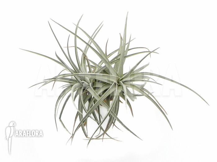 Tillandsia xiphioides