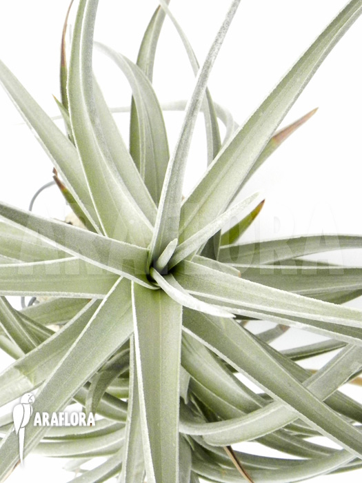 Tillandsia xiphioides