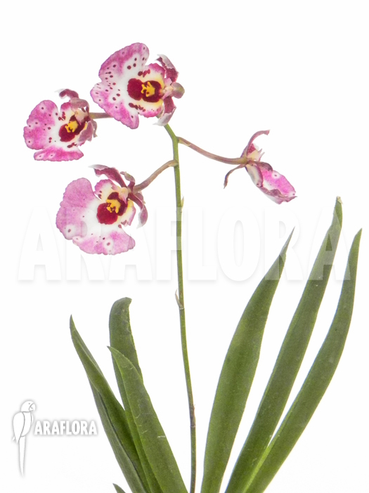 Tolumnia x Pink Panther