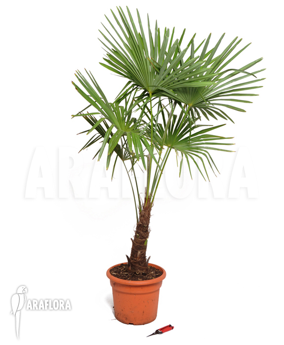 Trachycarpus fortunei